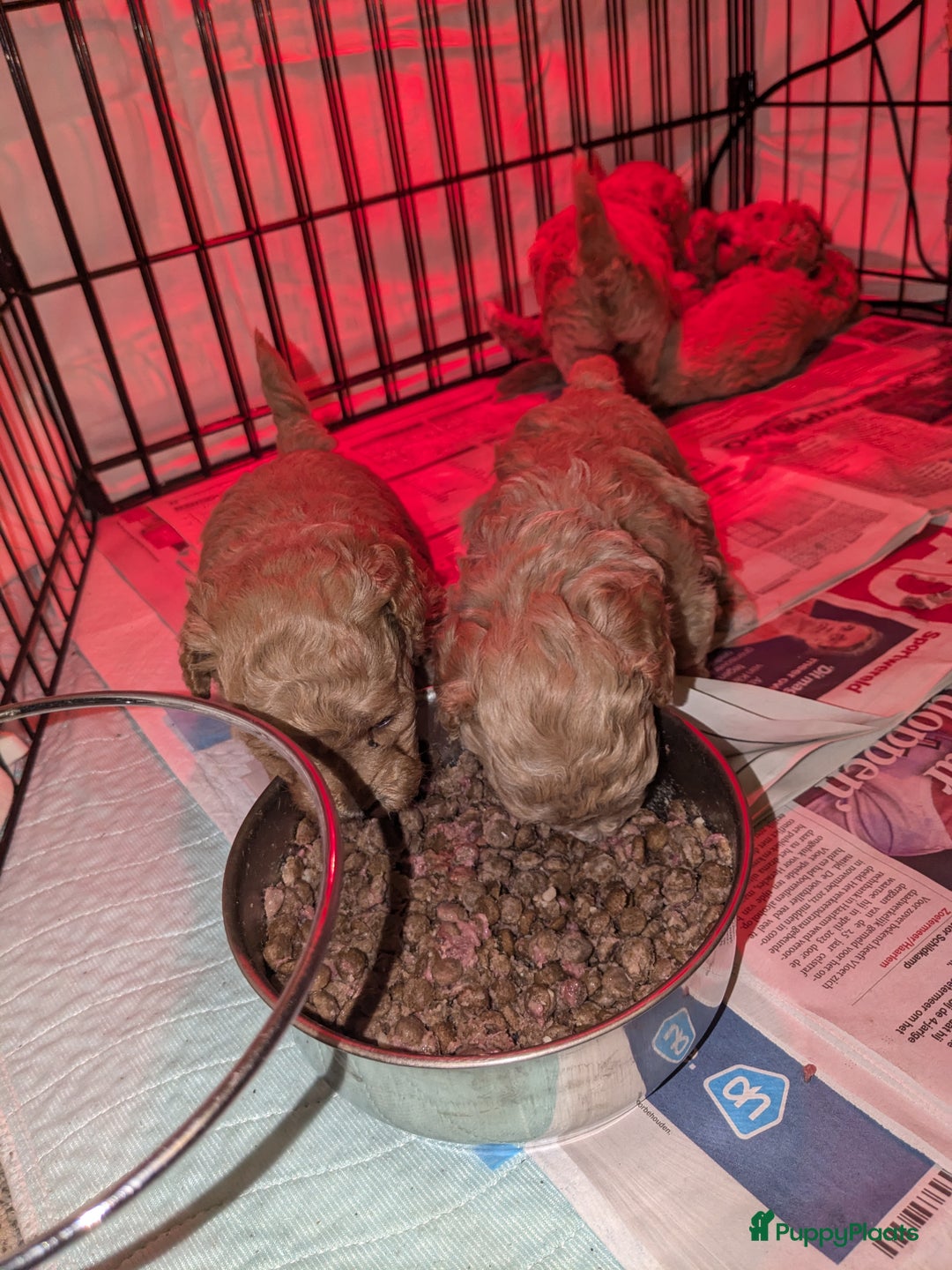 Maltipoo honden te koop: Maltipoo F1b worden rond kerst geboren 🥰 !  - Advertentie 20