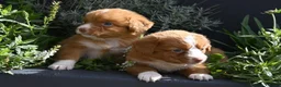 Nova Scotia Duck Tolling Retriever honden te koop: Nova Scotia Duck Tolling Retriever pups # Toller - Advertentie 24