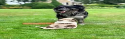 Australian Shepherd honden te koop: Australian Shepherd - Advertentie 20
