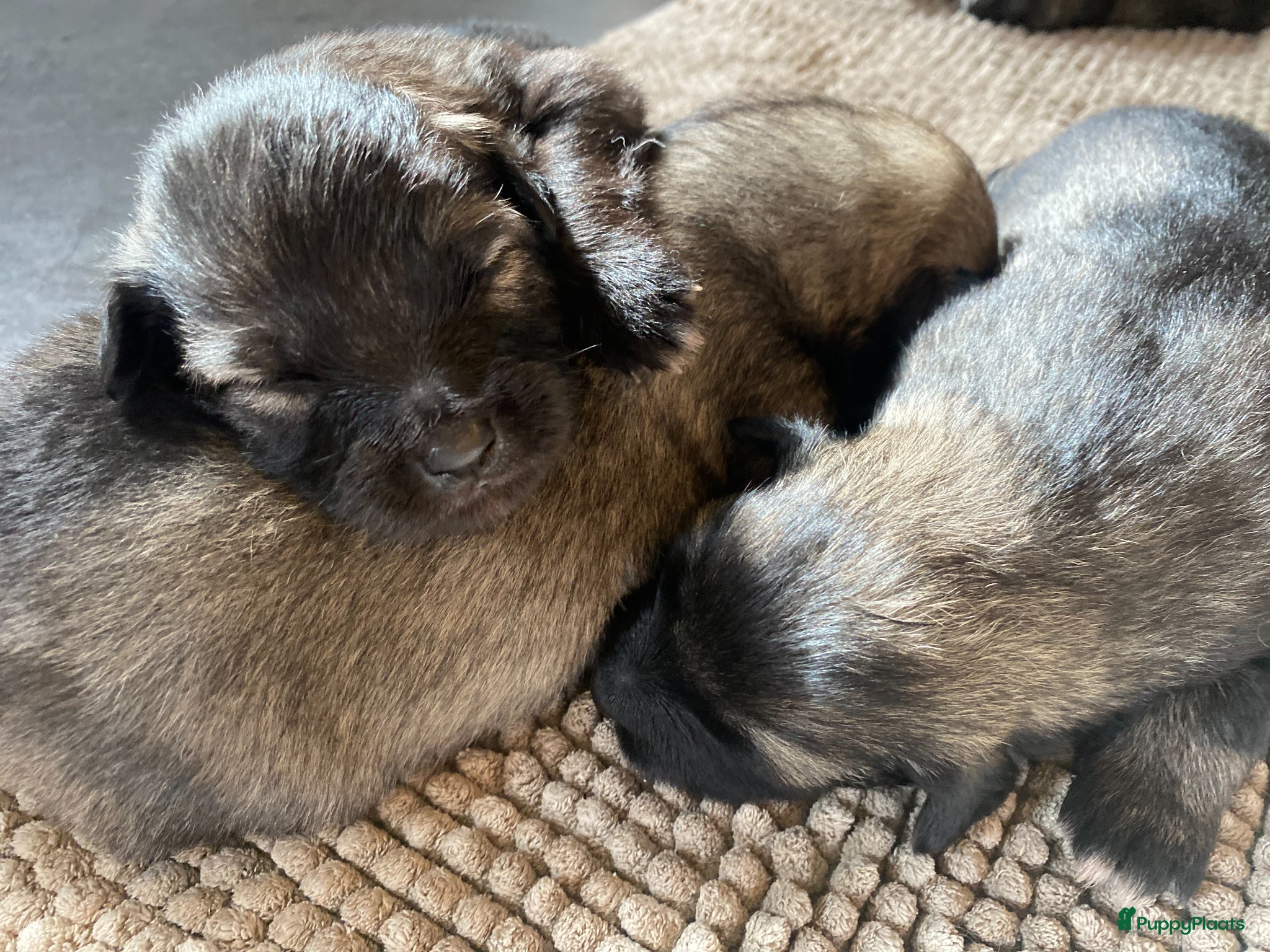Keeshond honden Wolfsgrijze keeshond pups - Advertentie 1