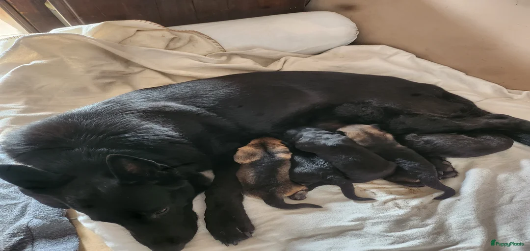 Galerij afbeelding {{count}}