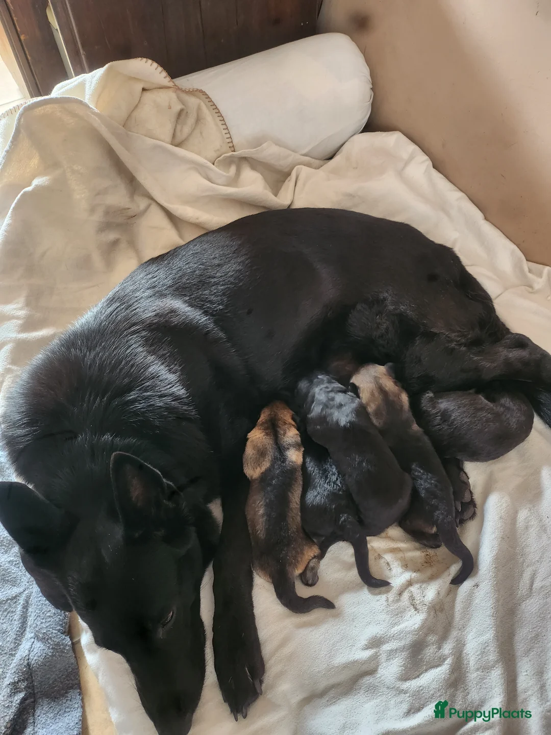 Galerij afbeelding {{count}}