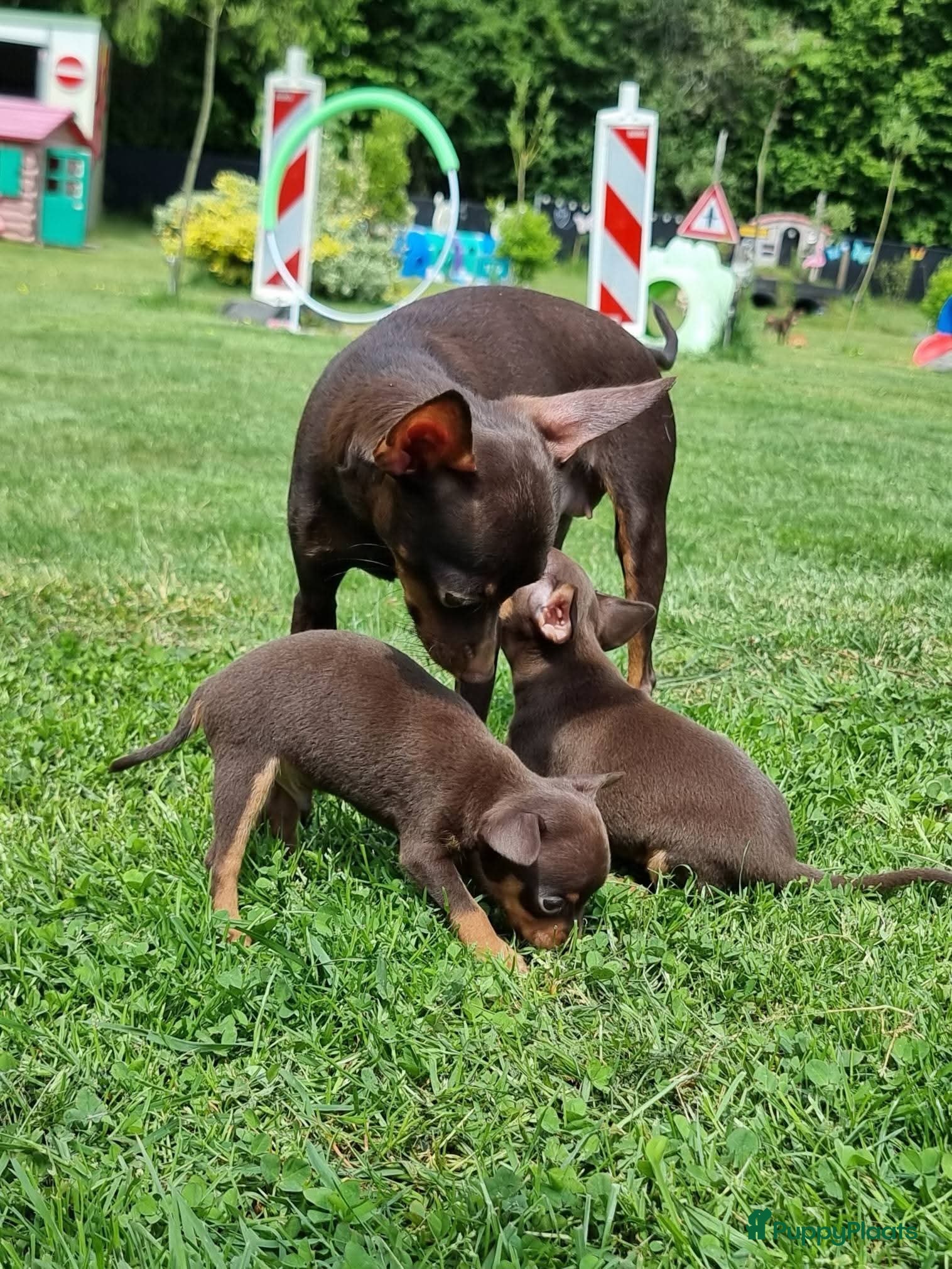 Russische Toy Terriër honden te koop: Russische Toy Terriër pups met FCI stamboom  in Nieuw-Weerdinge - Advertentie 7