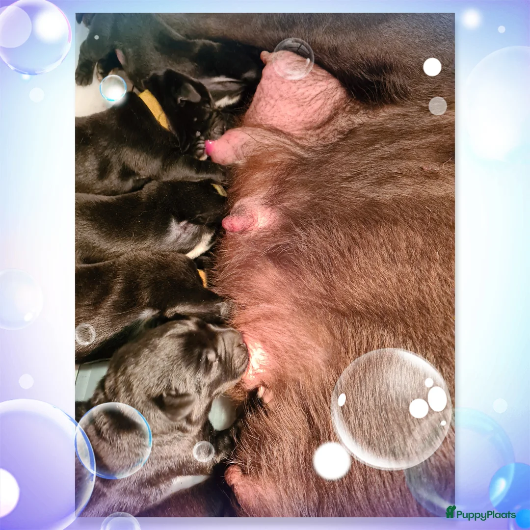 Kruising honden te koop: Prachtige F1 Borador pups van Stamboom ouders - Advertentie 7