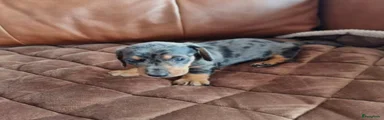 Dwergpinscher Puppy 2