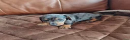 Dwergpinscher honden te koop: Schattige Dwergpinscher - Advertentie 3
