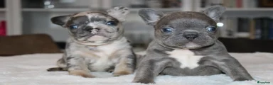 Franse Bulldog Puppy 3