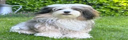 Tibetaanse Terriër honden te koop: Prachtig Tibetaanse Terriër reutje - Advertentie 9