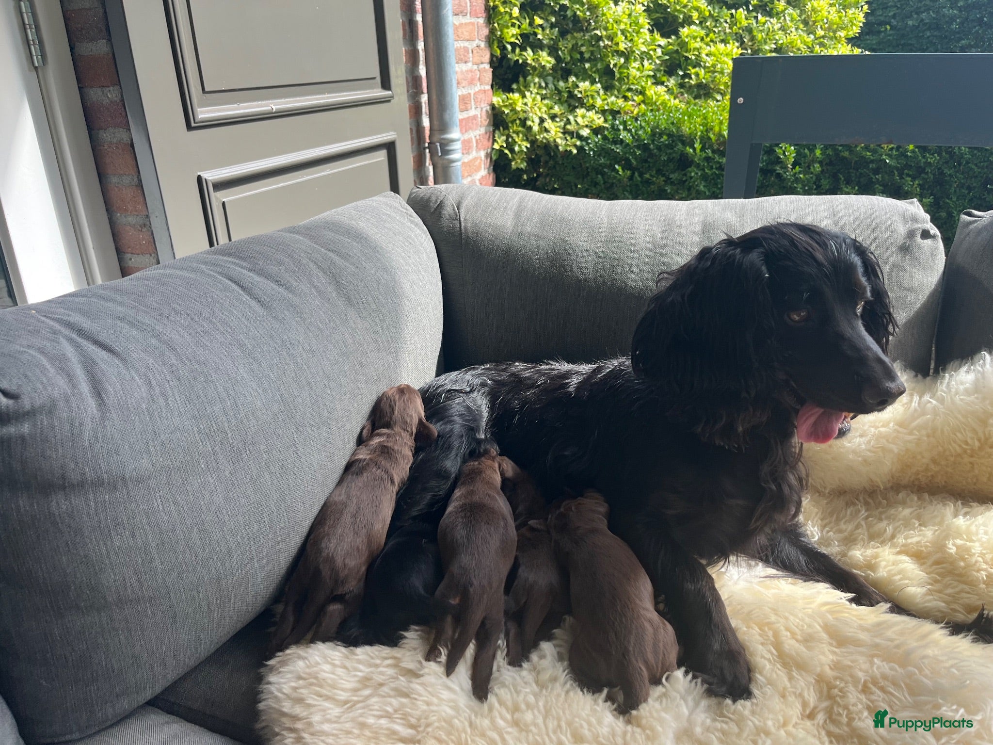 Engelse Cocker Spaniel honden Working cocker spaniel pups - Advertentie 2