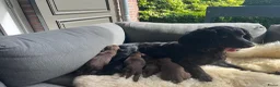 Engelse Cocker Spaniel honden te koop: Working cocker spaniel pups - Advertentie 1