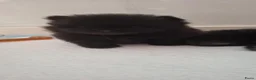 Pomeriaan honden te koop: Pomeriaan puppy  - Advertentie 8