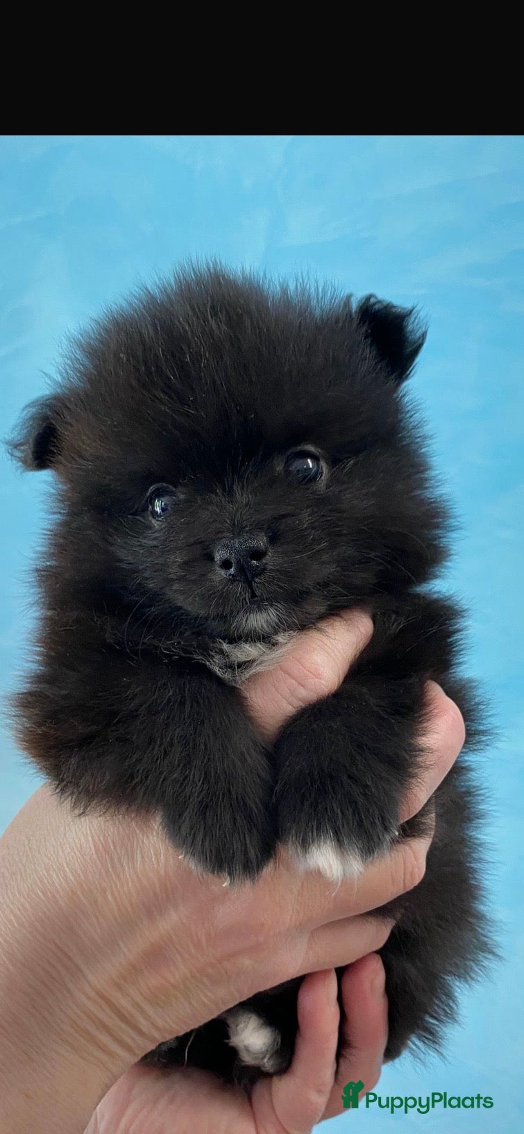 Pomeriaan honden 5 Prachtige Pomeriaan/dwergkees pups.🩵🩷 - Advertentie 4