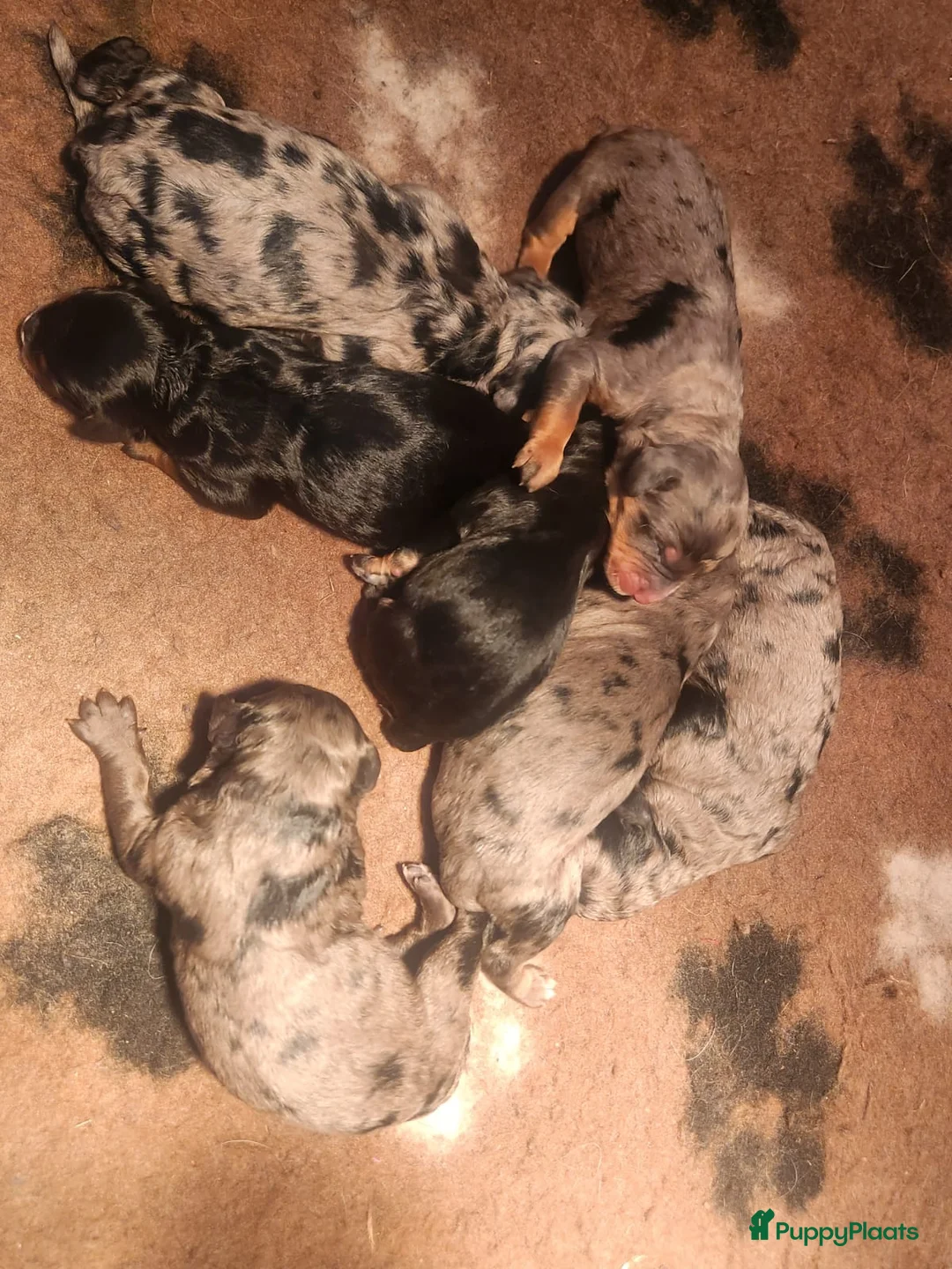 Dwergpoedel honden ter dekking: merle dekreu dwergpoedel in Budel - Advertentie 16