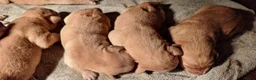 Goldador honden te koop: Goldenretriever x labrador pups  - Advertentie 12