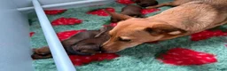 Kruising honden te koop: Teckel kruising pups  - Advertentie 5