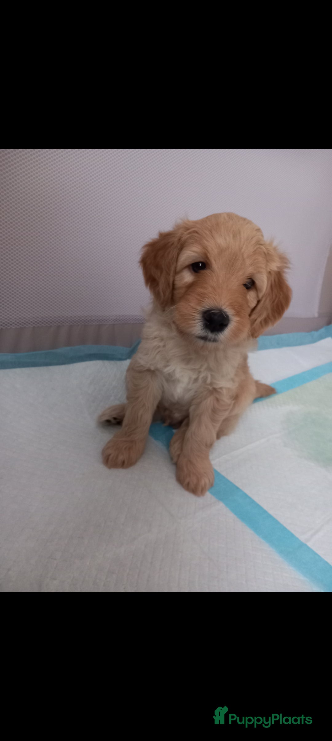 Kruising honden te koop: Prachtige Australian (halve) labradoodle puppies  - Advertentie 4
