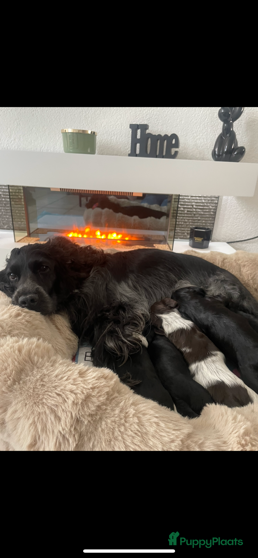 Engelse Cocker Spaniel honden te koop: Engelse Cocker spaniël pups te koop  - Afbeelding 4