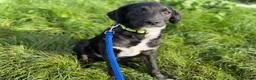 Kruising honden ter adoptie: Apollo - Advertentie 6