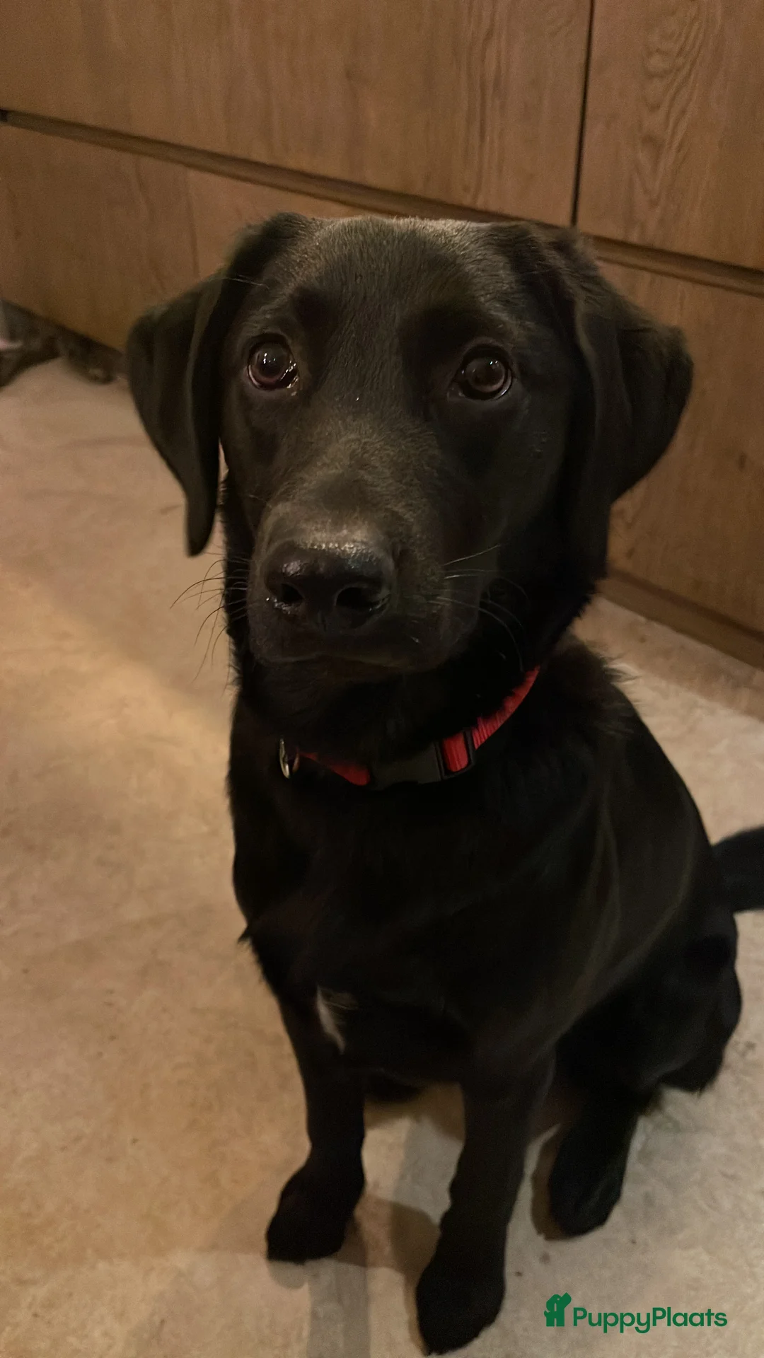 Kruising honden te koop: Nestje labradors kruising binnenkort verwacht - Advertentie 8