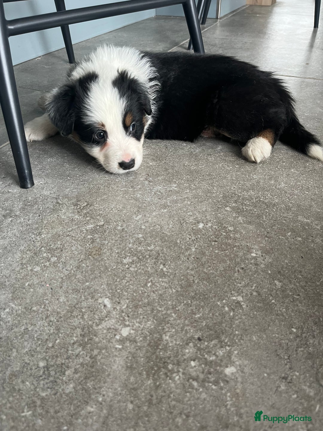 Australian Shepherd honden te koop: 100% aussie pups - Advertentie 11