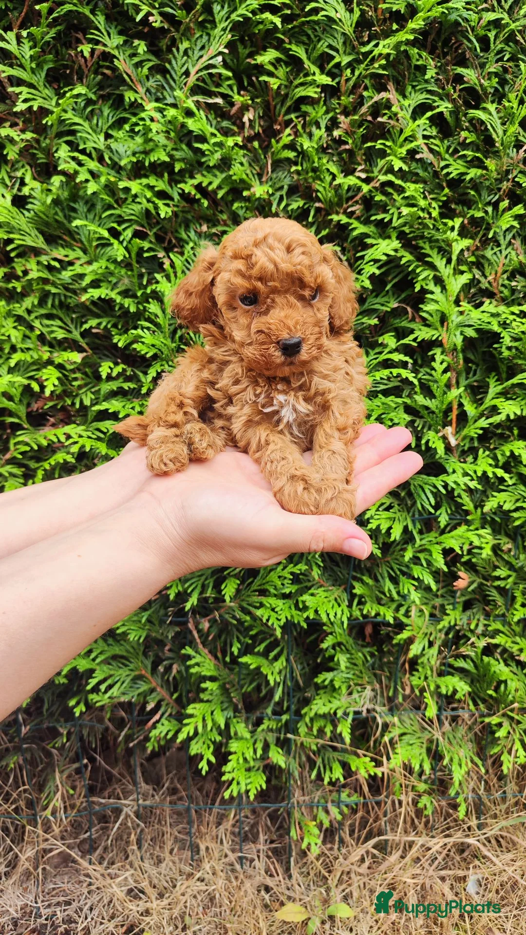 Poedel Toy honden te koop: Poedel toy puppy's  - Advertentie 2