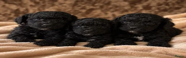 Pup 2