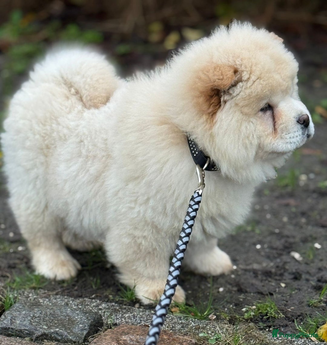 Chow Chow honden te koop: Chow chow pup - Advertentie 4