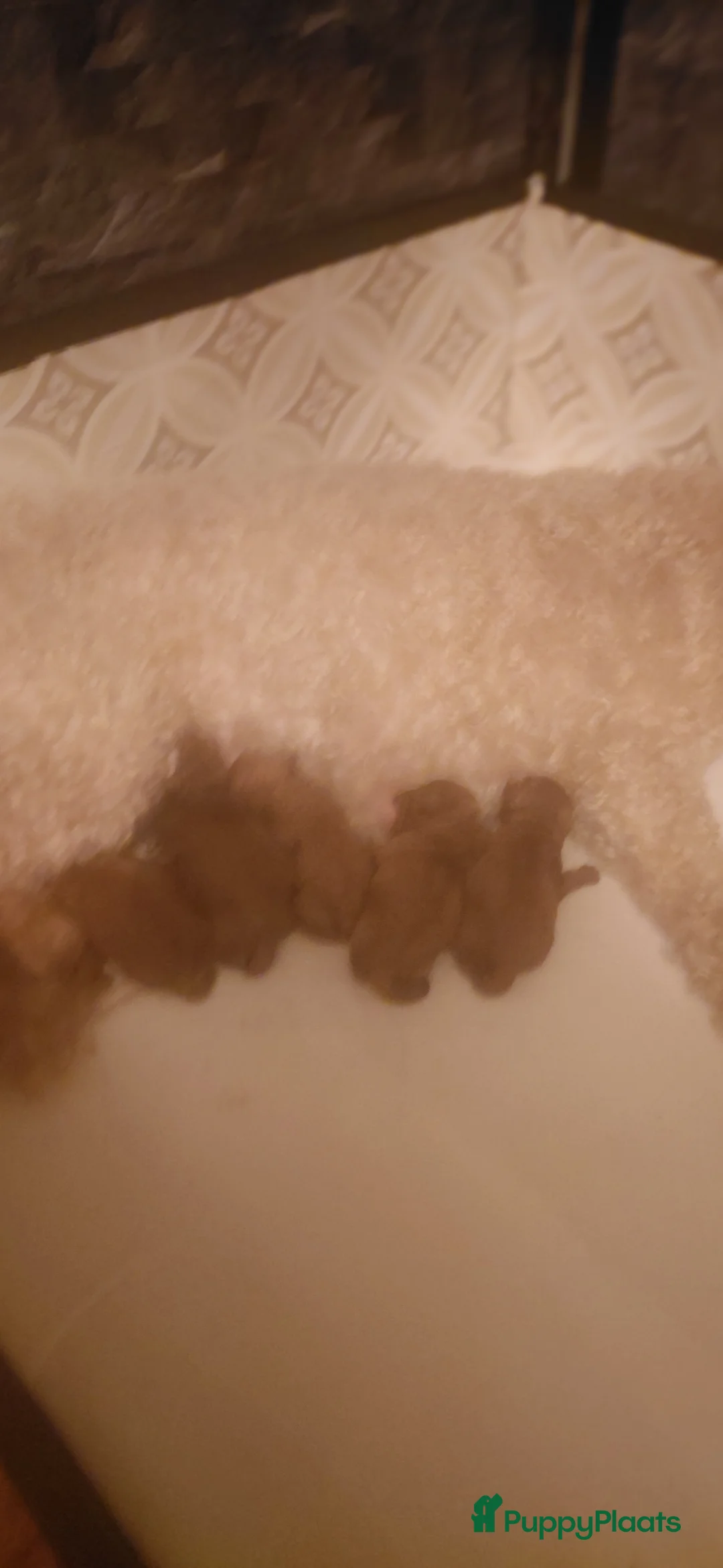 Poedel honden te koop: Dwergpoedel / Toypoedel pups te koop - Advertentie 9