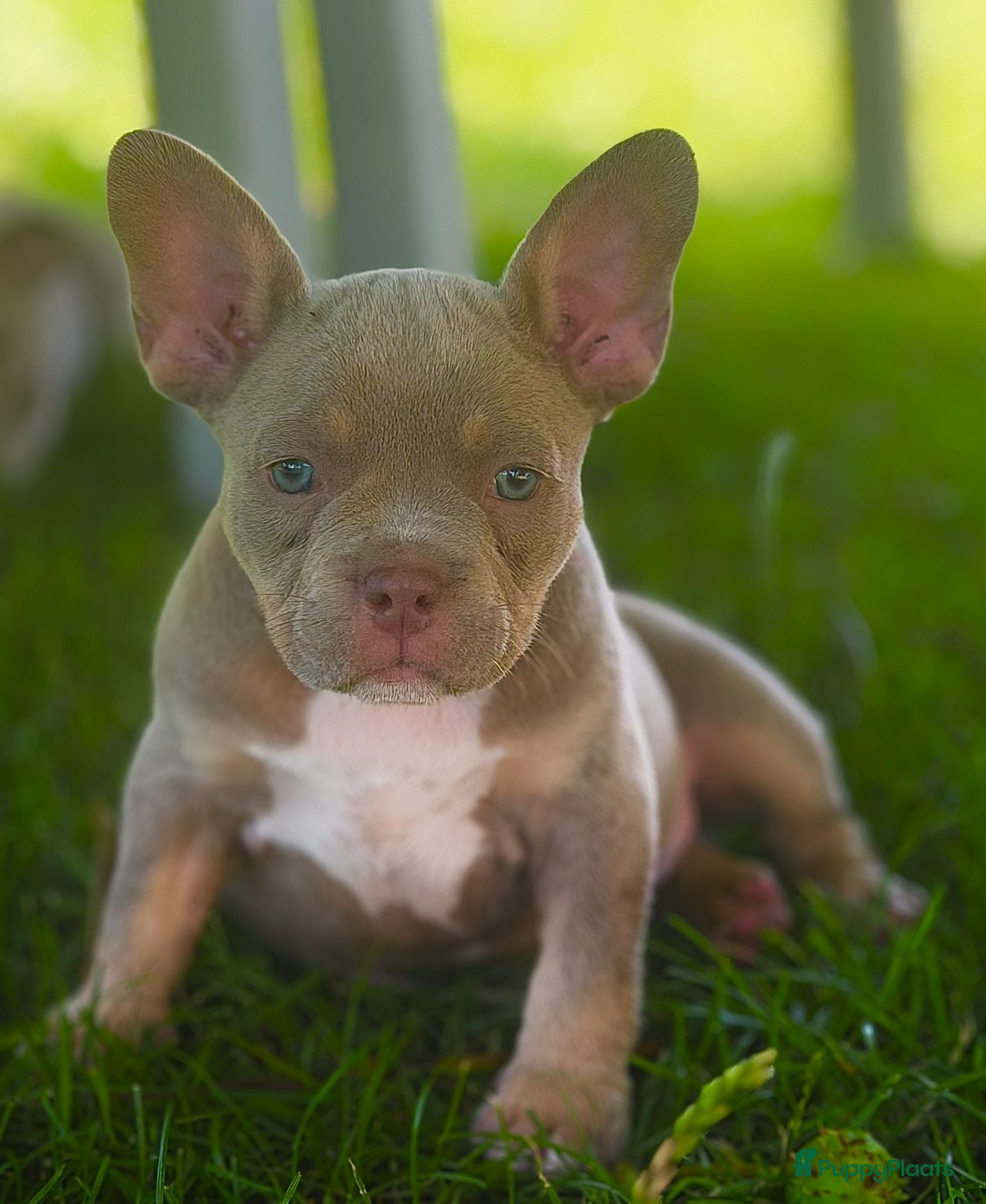 Franse Bulldog honden Mooie Franse Bulldog pups - Advertentie 1
