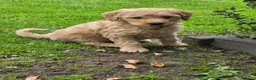 Labradoodle honden te koop: Labradoodle puppie's prachtige kleuren. - Advertentie 9