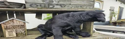 Labradoodle honden te koop: Laatste 2 labradoodles zoeken een eigen huisje - Advertentie 14