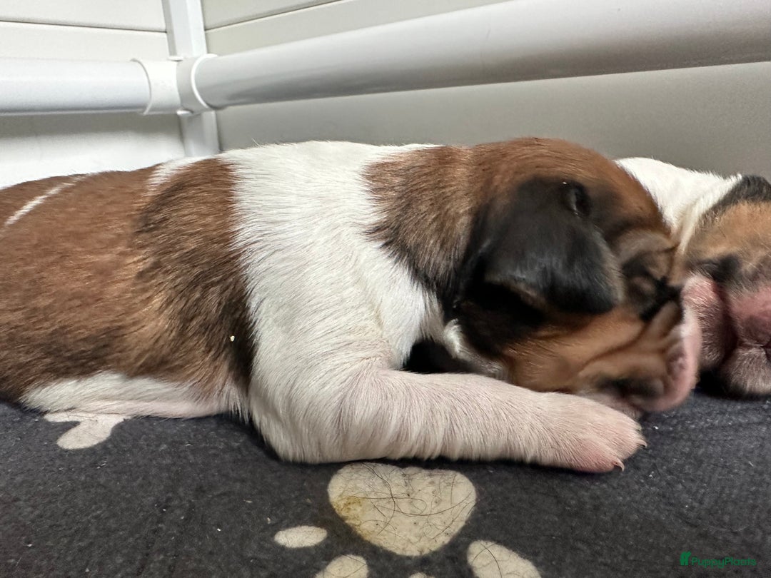 Kruising honden te koop: Nog 2 knuffelbare kruising puppy’s beschikbaar  - Afbeelding 35