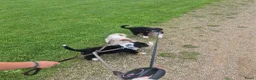 Australian Shepherd honden te koop: Nog 2 australian shepherd reutjes zoeken een thuis - Advertentie 7