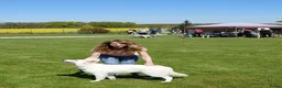 Zwitserse Witte Herdershond honden te koop: Nestje verwacht van Zwitserse herder(met stamboom) - Advertentie 11