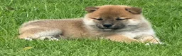 Shiba honden te koop: Bijzondere Shiba inu puppies - Advertentie 12