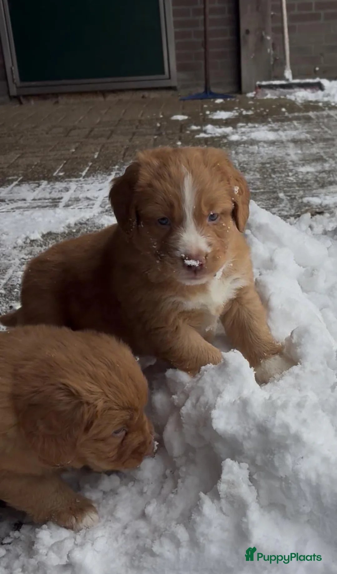 Nova Scotia Duck Tolling Retriever honden te koop: Toller pups met stamboom te koop  - Advertentie 6