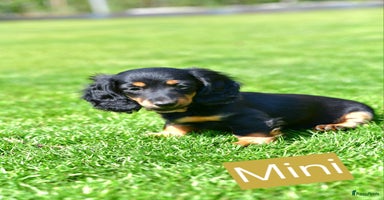 Teckel (langhaar) honden - Advertentie 3