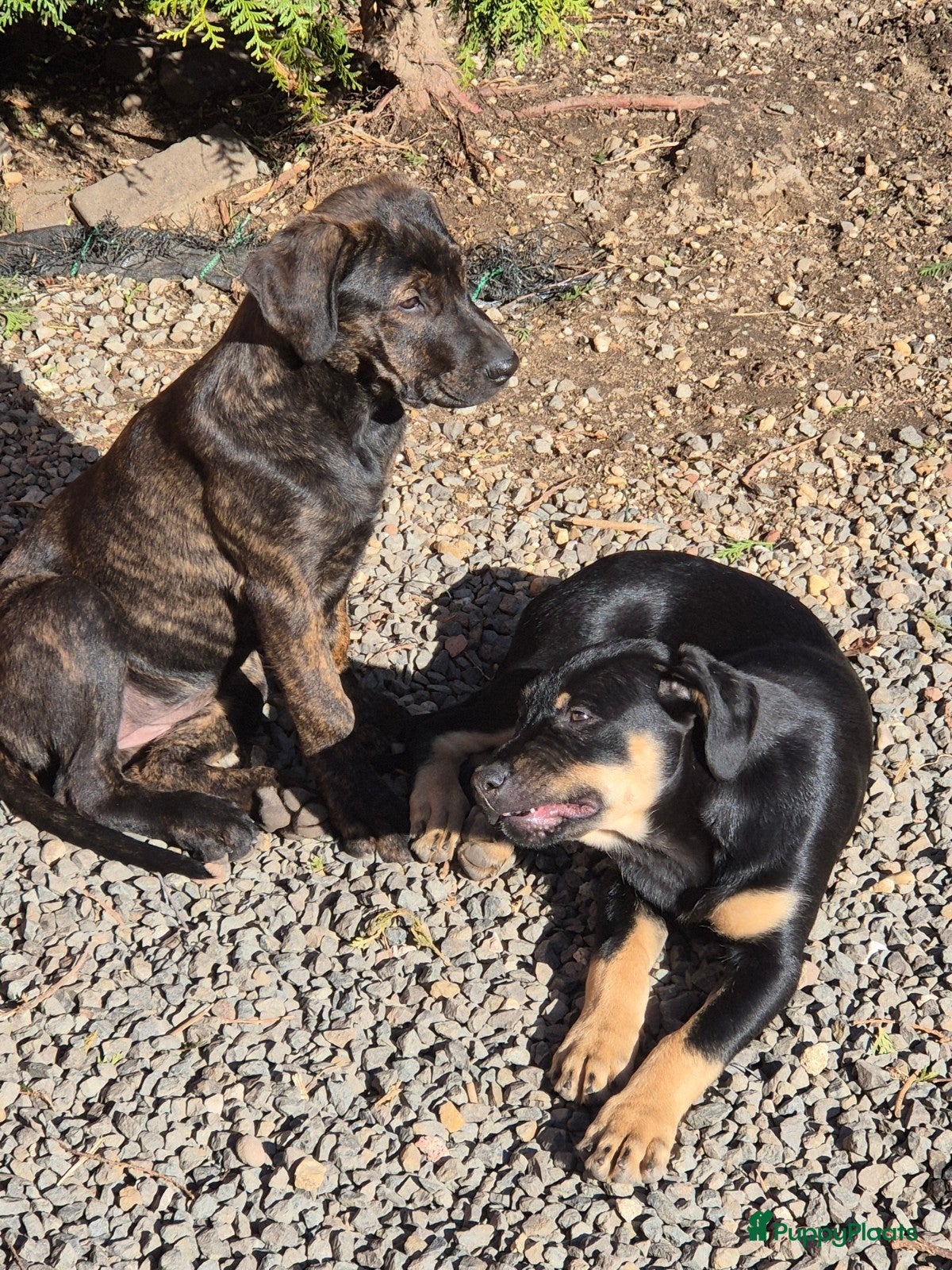 Kruising honden 2 lieve dames Presa Canario /Rottweiler - Advertentie 1