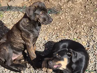 Kruising honden 2 lieve dames Presa Canario /Rottweiler - Advertentie 1