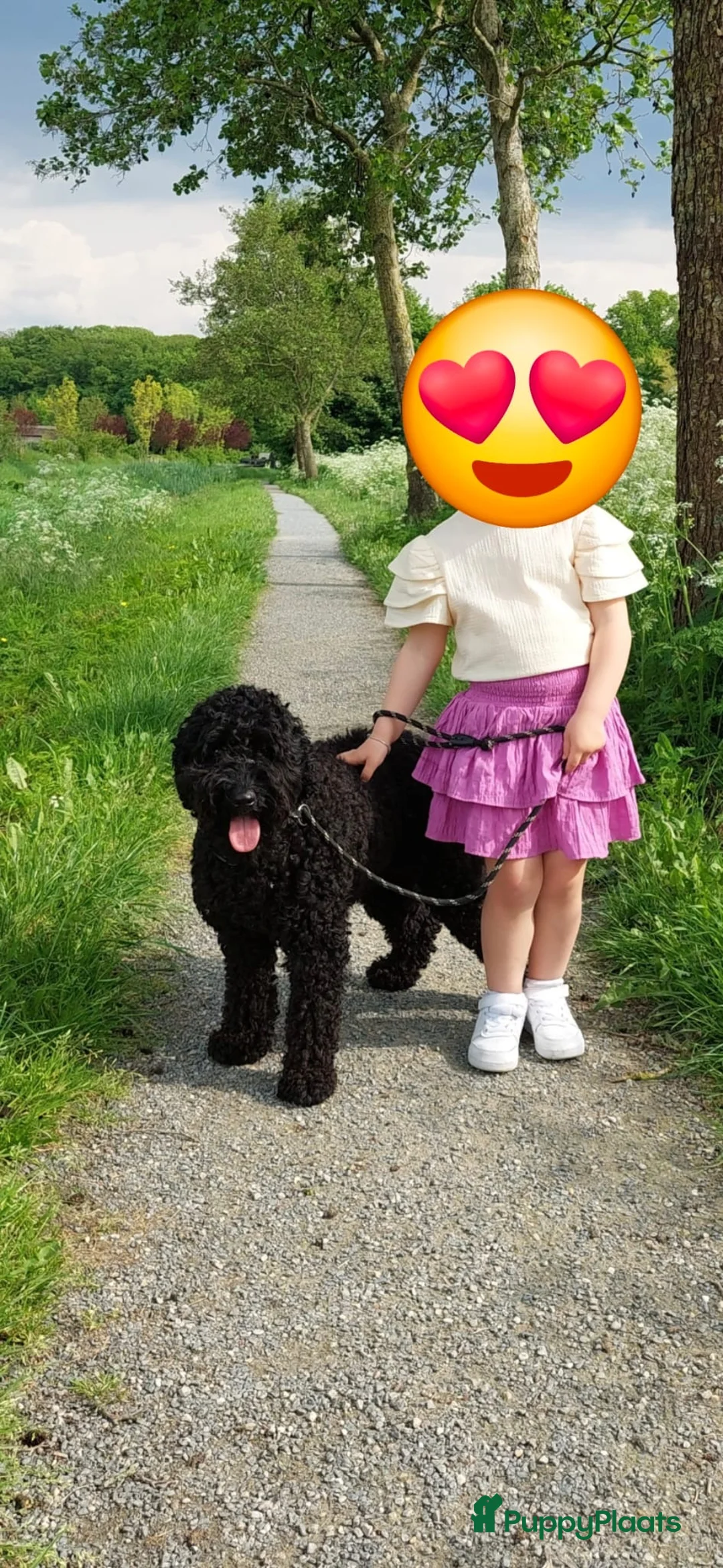 Kruising honden te koop: Prachtige  mini labradoodle pups  - Advertentie 8