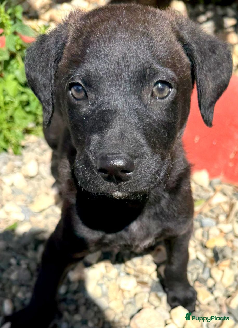 Kruising honden Bolie waar mag je mandje komen te staan  - Advertentie 3