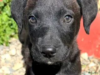 Kruising honden Bolie waar mag je mandje komen te staan - Advertentie 3