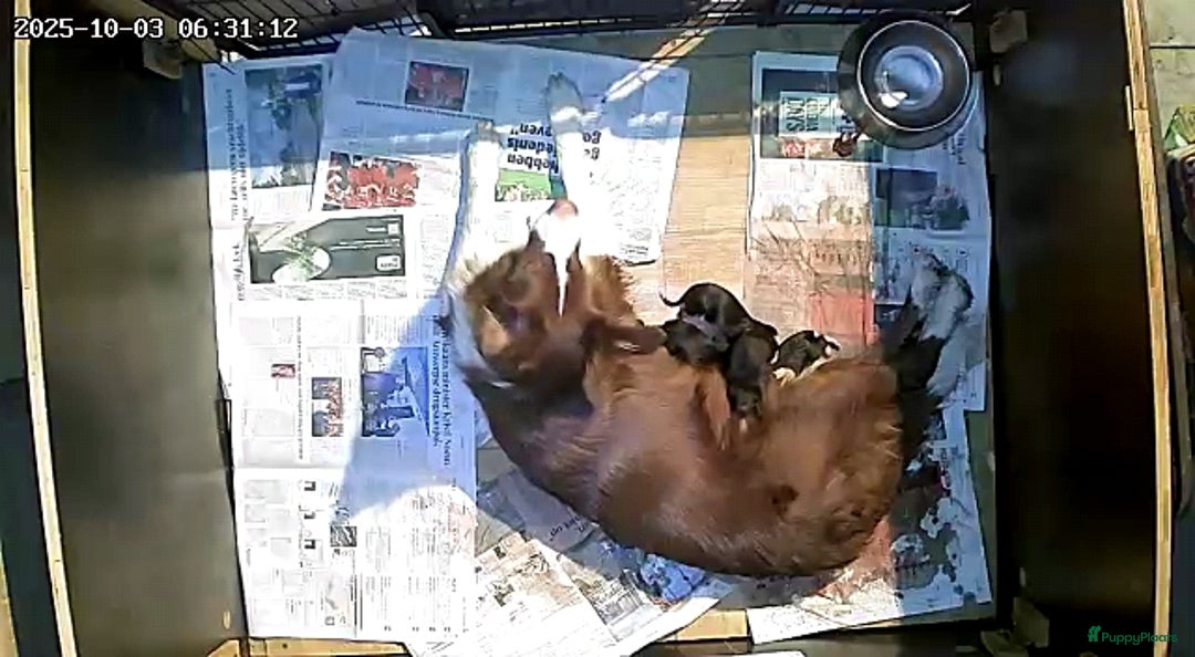 Border Collie honden te koop: Border collie pups - Advertentie 16