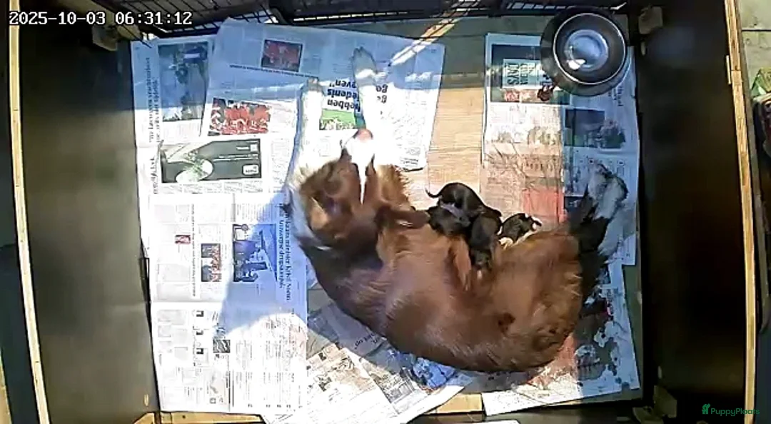 Border Collie honden te koop: Border collie pups - Advertentie 16