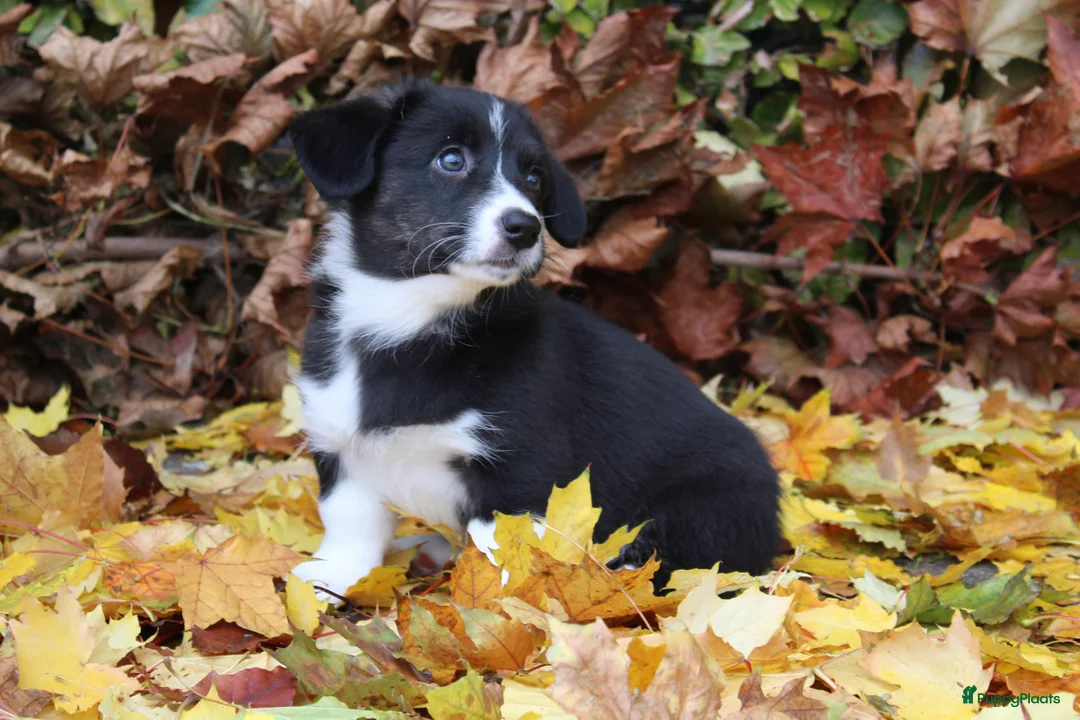 Welsh Corgi Cardigan honden te koop: Welsh corgi cardigan out of beautiful connection - Advertentie 9