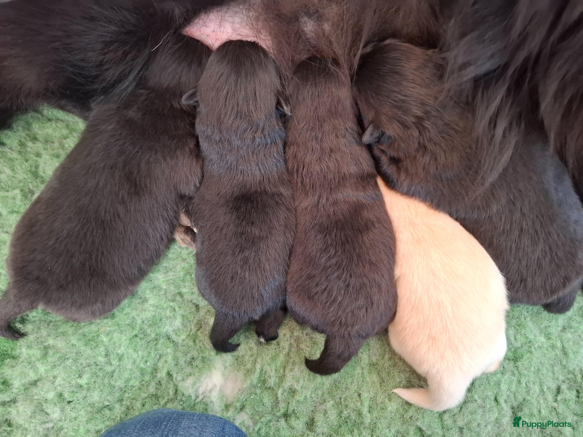 Pomeriaan honden Nog 2 zwarte pomeriaan/dwergkees reutjes - Advertentie 8