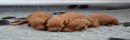 Poedel Toy honden te koop: Prachtige toypoedel pups  - Advertentie 3