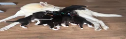 Kruising honden te koop: Husky pups - Advertentie 1