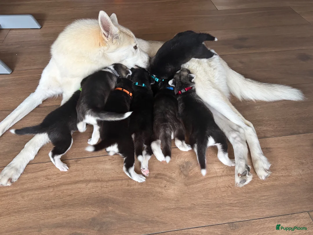 Kruising honden te koop: Husky pups - Advertentie 1