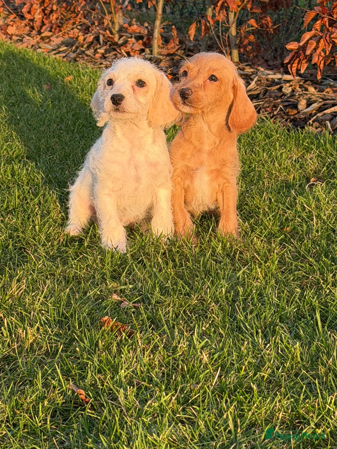 Maltipoo honden te koop: Leuke maltipoo pups  - Advertentie 12